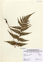 藏品(阿里山蹄蓋蕨)的圖片